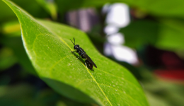 Eight recently funded insect start-ups to watch