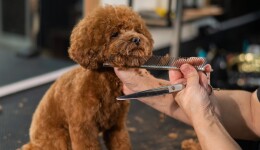 How can pet grooming continue to boom?