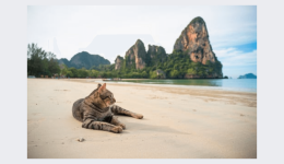 Opportunities in Thailand for pet food companies