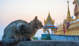 Thailand expects further growth of pet food exports