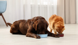 Trends in meal toppers for dogs and cats