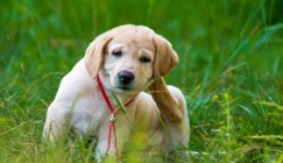 Pet-friendly materials for allergic pets