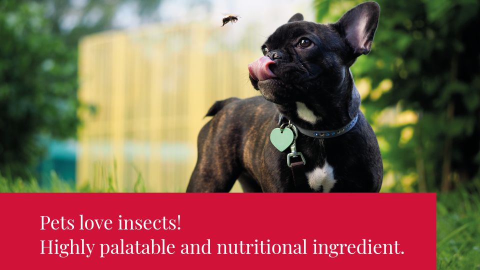 Pets  love insects