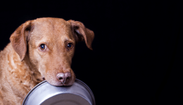 Adopting a common approach to human-grade pet food