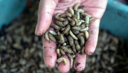 The soaring demand for insect protein