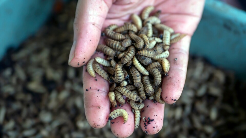 The soaring demand for insect protein