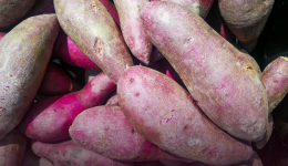 The growing usage of sweet potato in pet food formulation