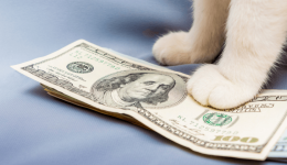 The impact of inflation on pet parents’ wallets