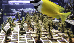Coral trade in peril