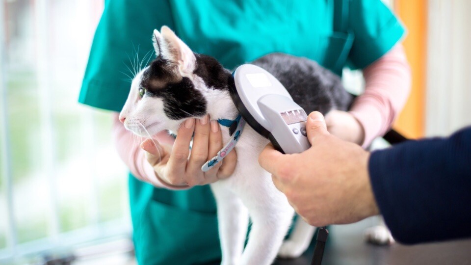 Cat microchipping becomes mandatory in the UK
