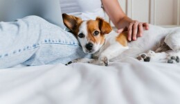 Post-pandemic shifts in pet ownership