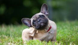 The world of skin allergies in pets