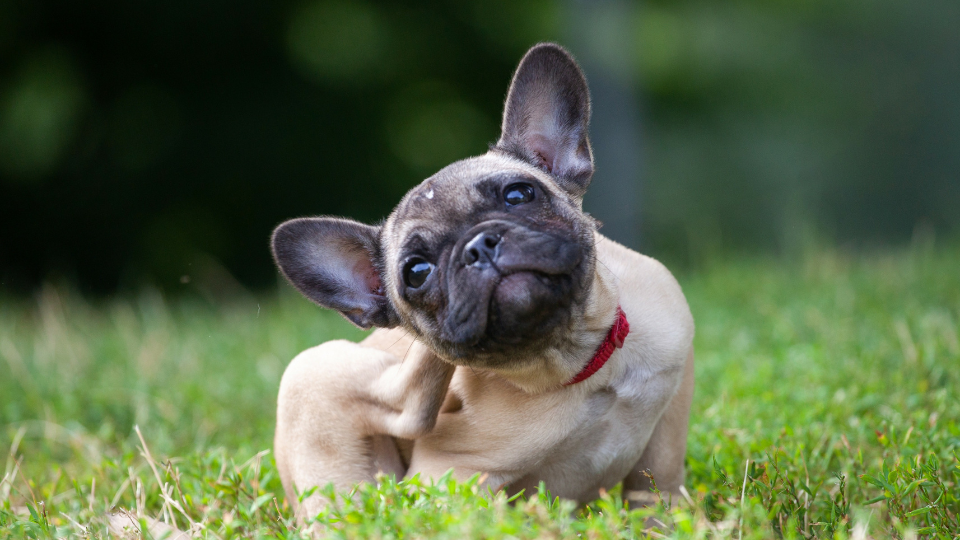 The world of skin allergies in pets