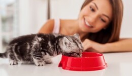 Rice starch – the secret to success in clean label pet foods