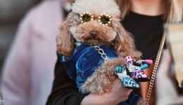 The booming business of luxury for pets