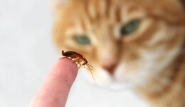 Insects in cat nutrition raise questions about digestibility