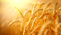 Concerns about grain-free food