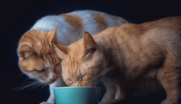 Understanding feline food and treat trends