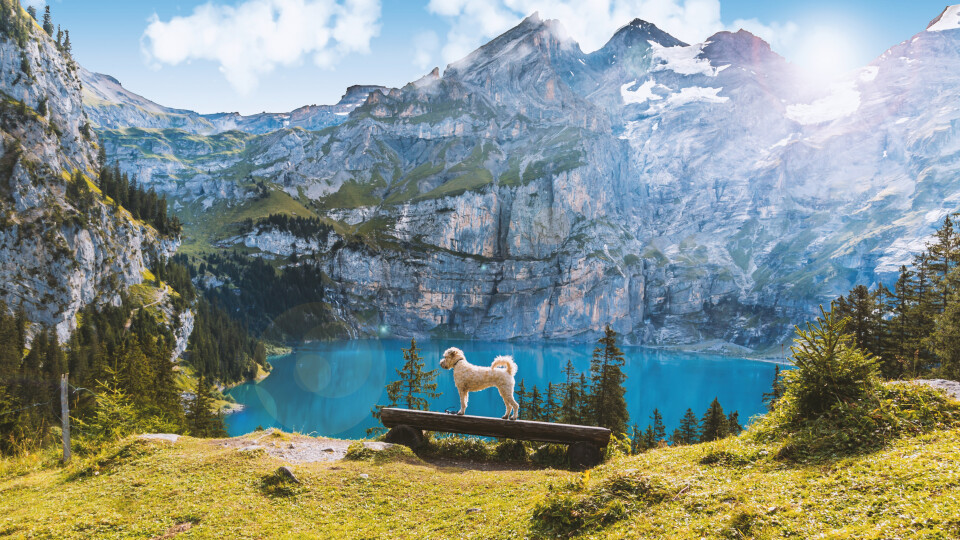 Swiss Pet Solution | Switzerland