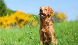 The now and future of vegan pet food