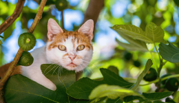 Figs: a promising fiber source for pet diets