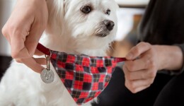 Pet accessories: An insight into purchasing decisions