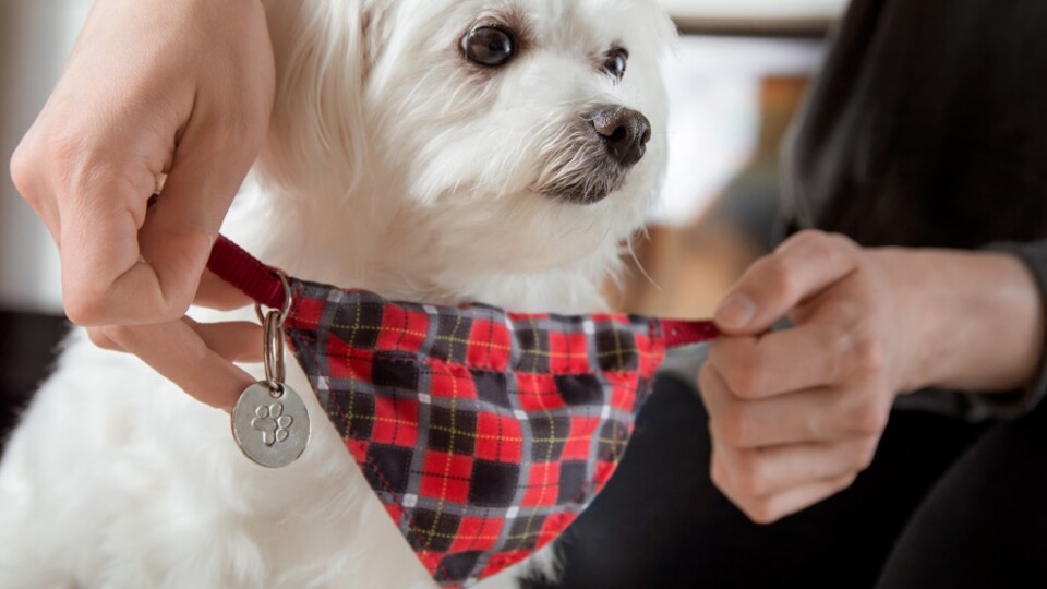 Pet accessories: An insight into purchasing decisions