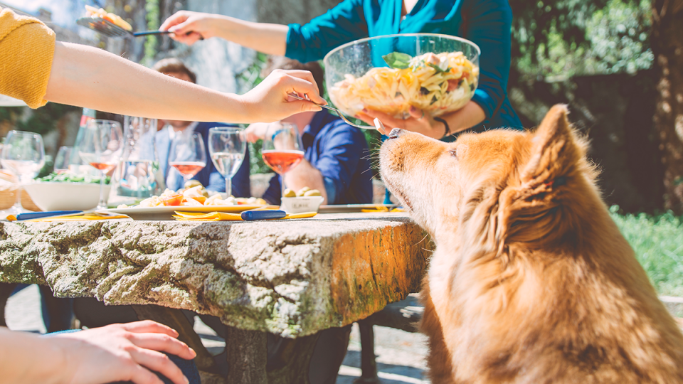 A food industry context for pet nutrition trends