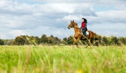 Present and future of the equine industry