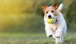 Improving joint health: the role of collagen in pet food