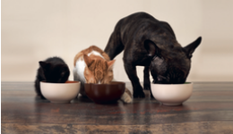 Calls for protein transparency in pet food