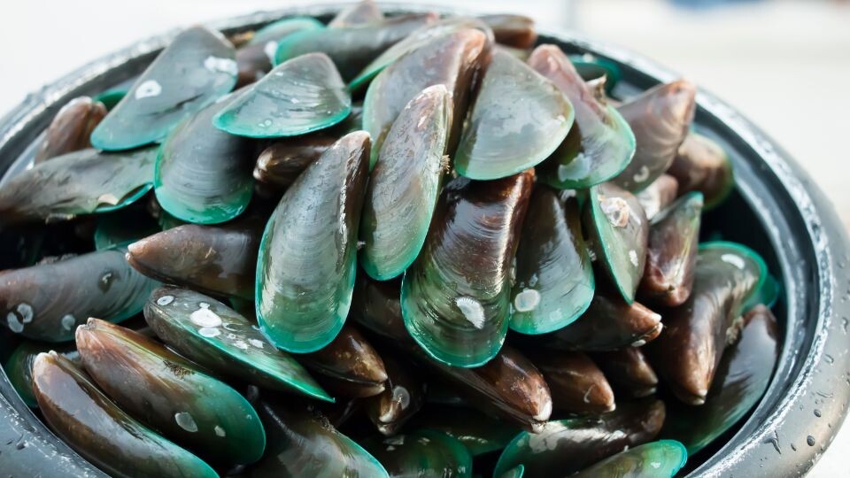 Will a green-lipped mussel production initiative benefit the pet food industry in New Zealand?