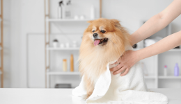Consumer preferences in the booming grooming sector