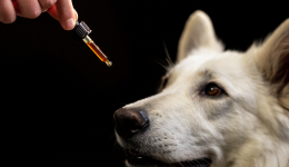 CBD for pets: some facts and figures