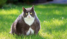 A cat with diabetes – nutrition comes to the rescue!