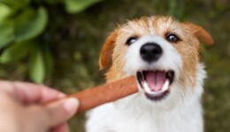 Innovations in oral hygiene products for pets