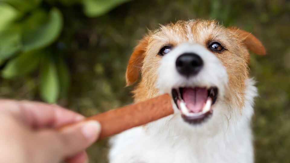 Innovations in oral hygiene products for pets