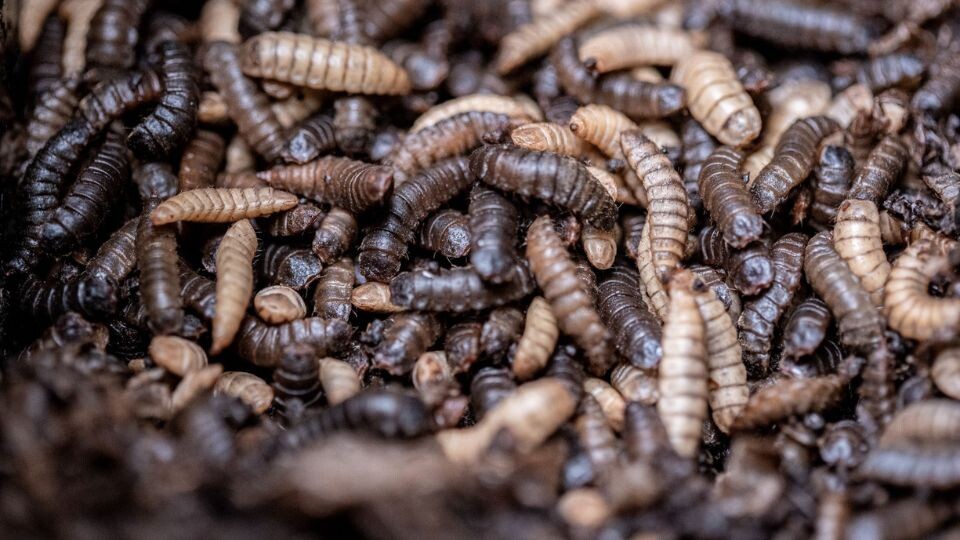 10,000 tons: what we know about the largest insect factory in Northern Europe