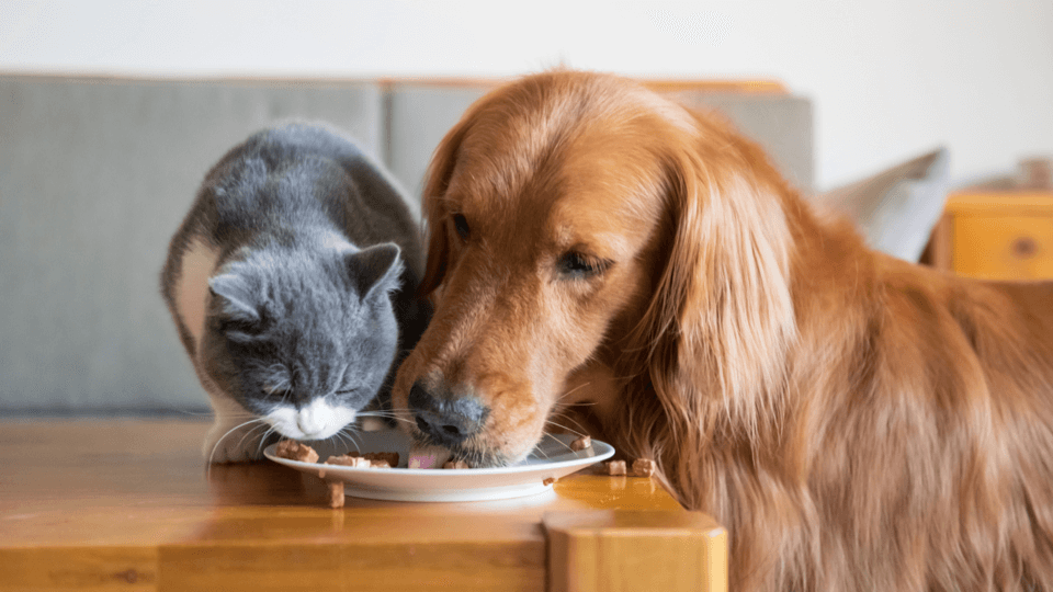 Feeding your pet what feels good… and is good