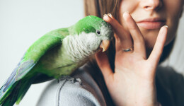 Eco-friendly accessories for birds