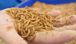 Insect pet food: an update