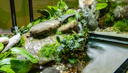Riverscapes - the most recent trend in aquascaping