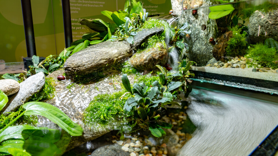 Riverscapes – the most recent trend in aquascaping