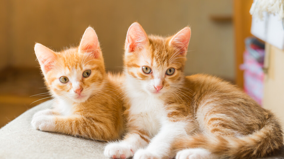 Delving into cat litter