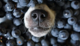 The overlooked benefits of fruit in pet food