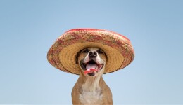 Understanding the behavior and opinions of Mexican pet parents