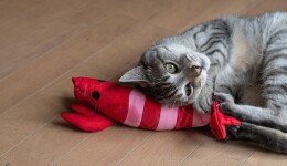 Play time: trends and diversification in pet toys