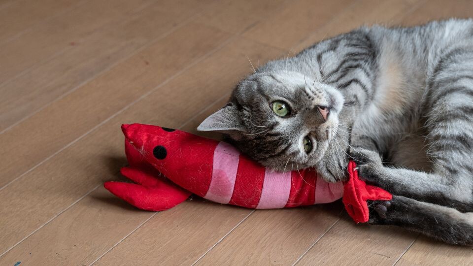 Play time: trends and diversification in pet toys