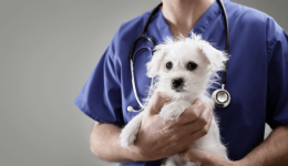 Survey shows high level of trust in veterinary care