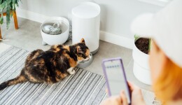 The rise of smart accessories for cats